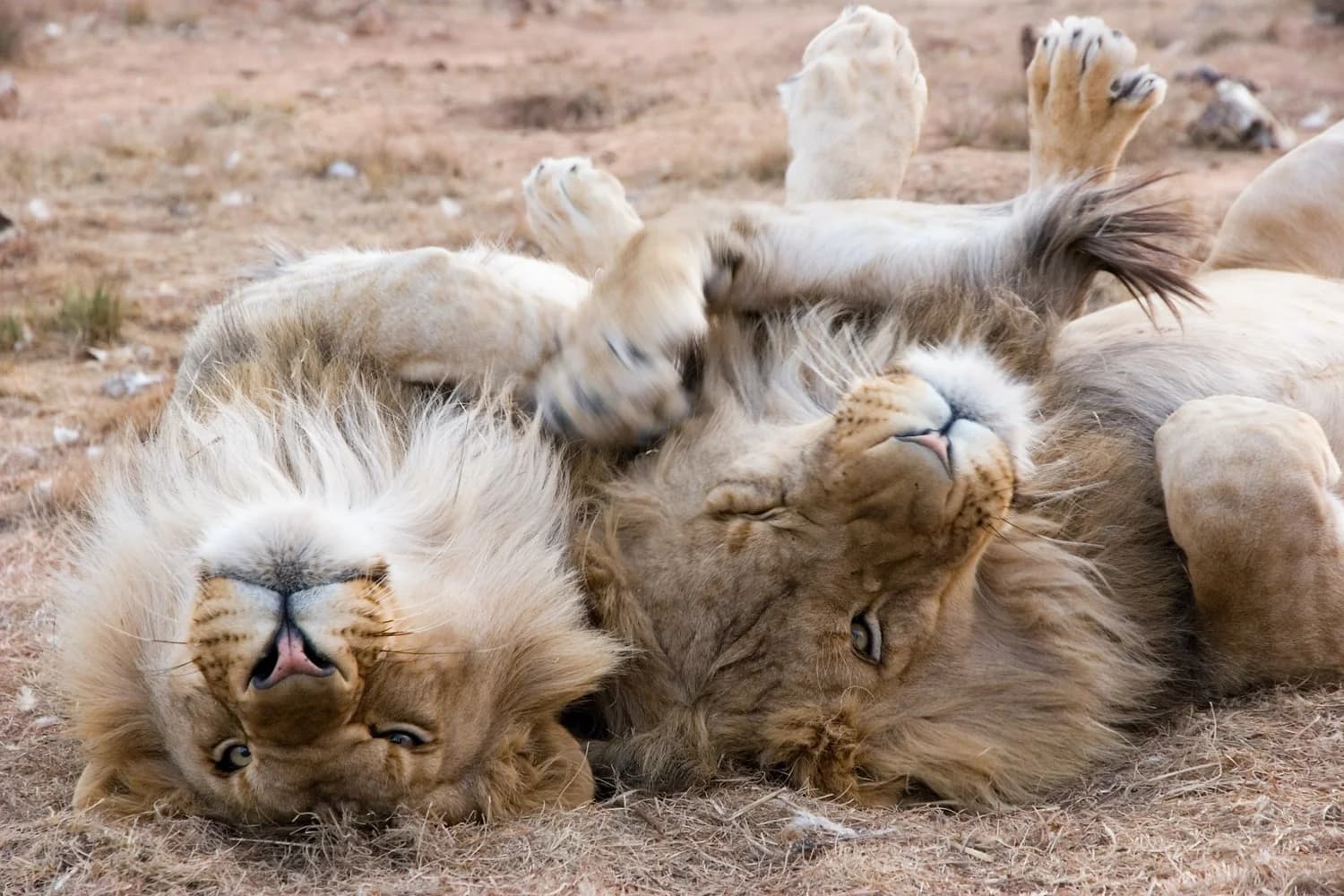 Think Like a Lion
